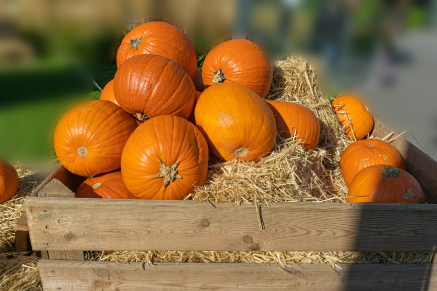 Where to get pumpkins in Dubai for Halloween carving and decoration Where to get imported Halloween pumpkins in Dubai